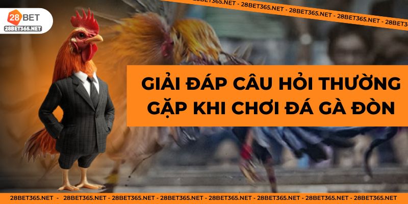 Giải đáp câu hỏi thường gặp khi chơi đá gà đòn