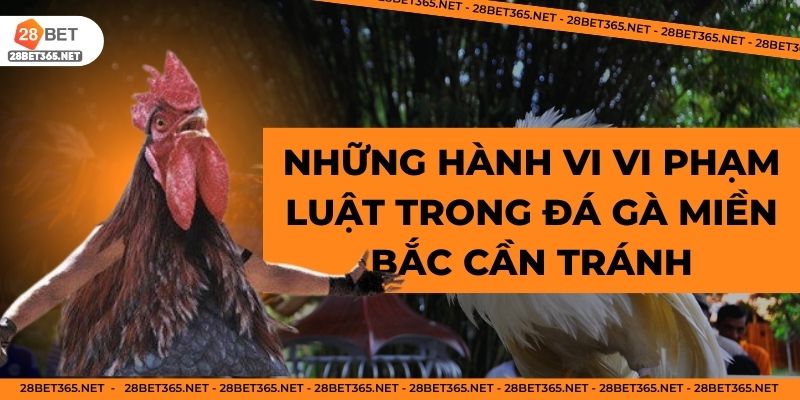 Những hành vi vi phạm luật trong đá gà miền Bắc cần tránh