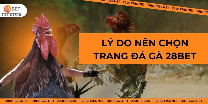 Lý do nên chọn trang đá gà 28Bet